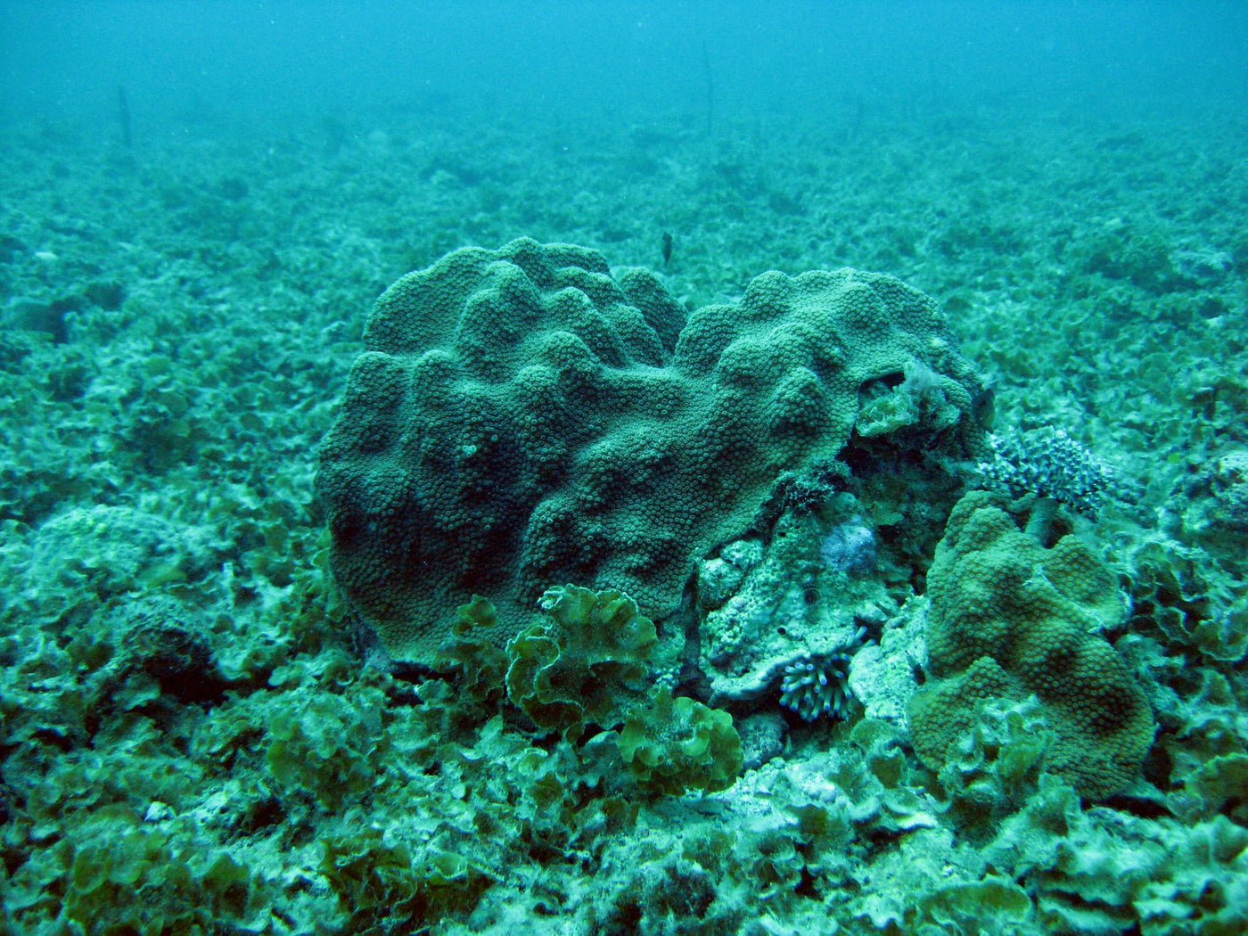 Arrecifes de coral: los bosques tropicales del mar
